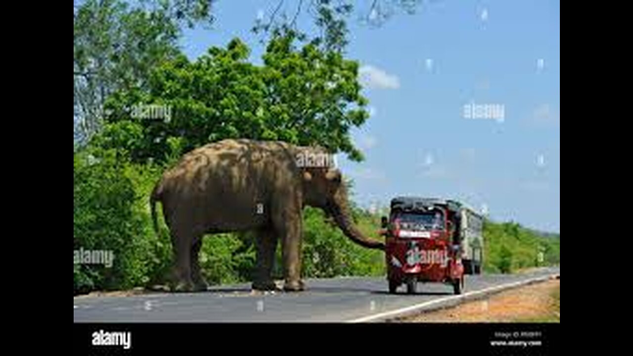 3d animation animal video