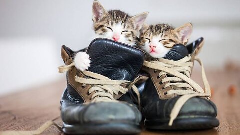 Cats wearing shoes and walking in ridiculous ways😆