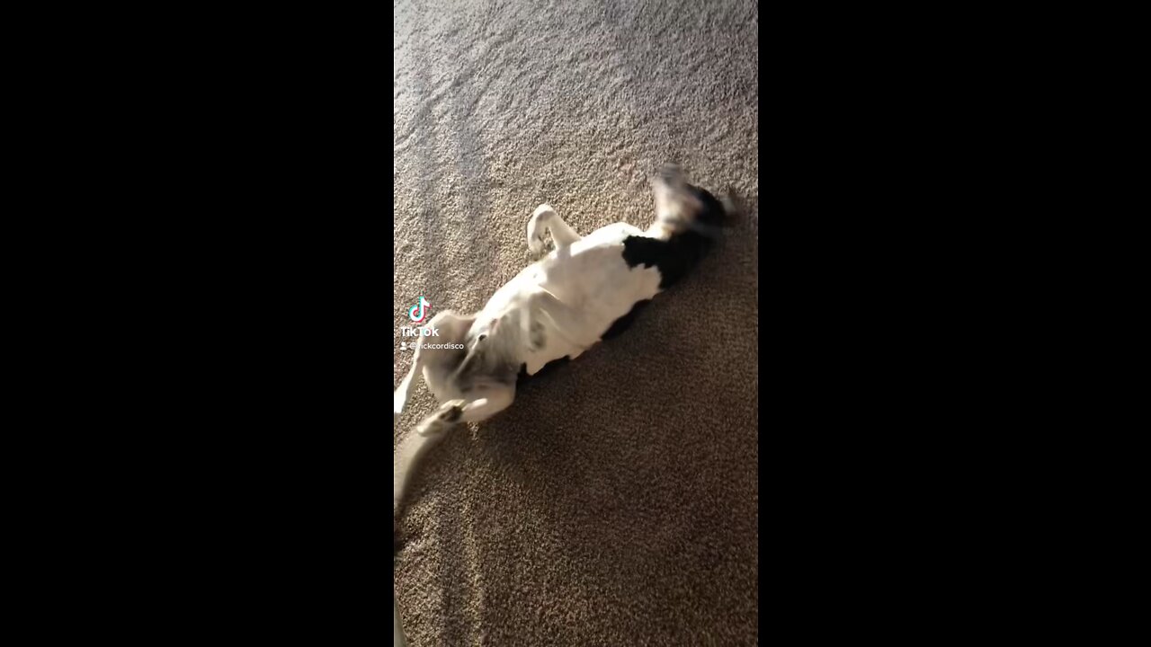 Orsen - My daughters 12 year old blue tick rescue