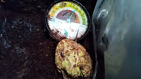 All My Exotic Animals Feeding Including Our Crocodile Rex Smash On That Like Button !!!