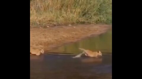 Lions explore the wild