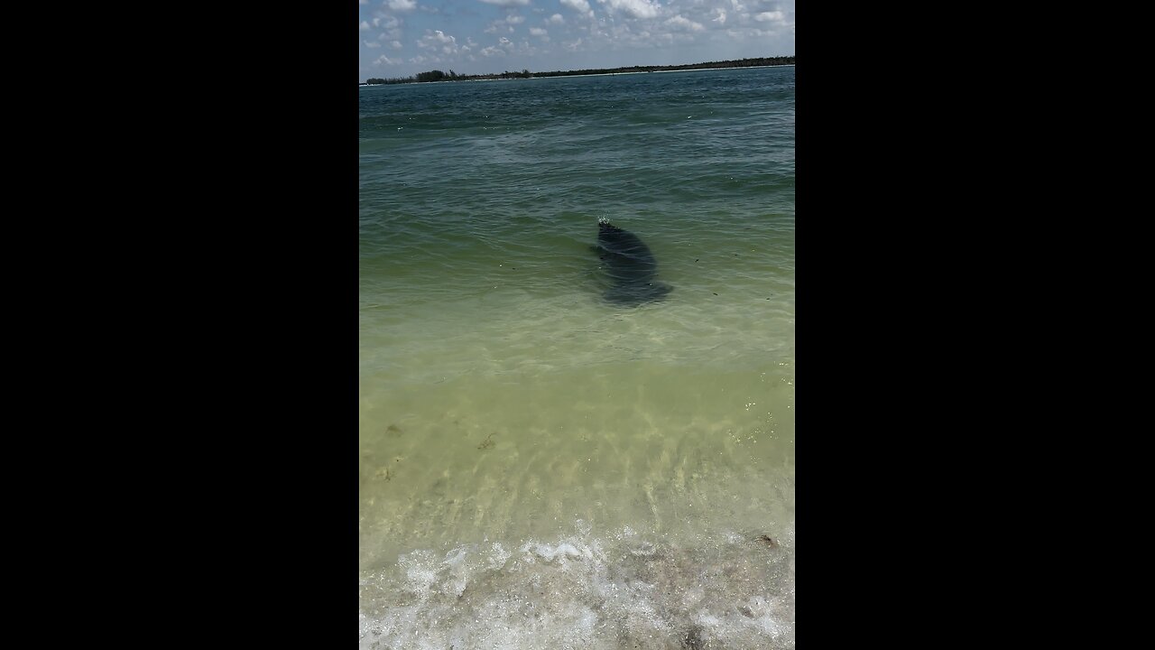 Incredible Baby Manatee Walks With Me! | 4K