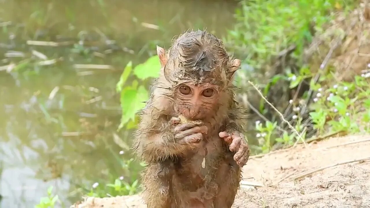 Oh My Goodness! baby kley rises from the ground to eat-2