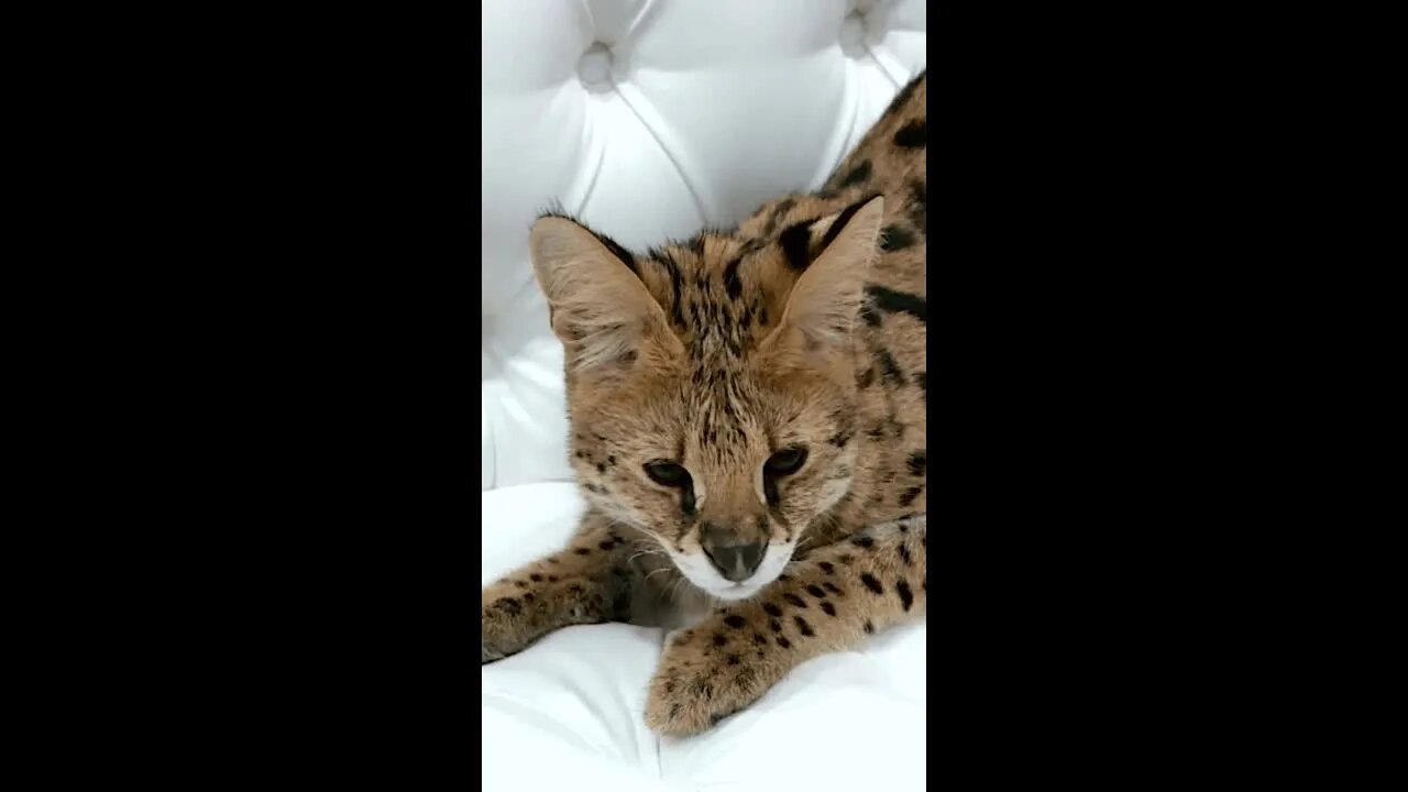 Serval cat Sound, Funny cute cats lovers, #Shorts