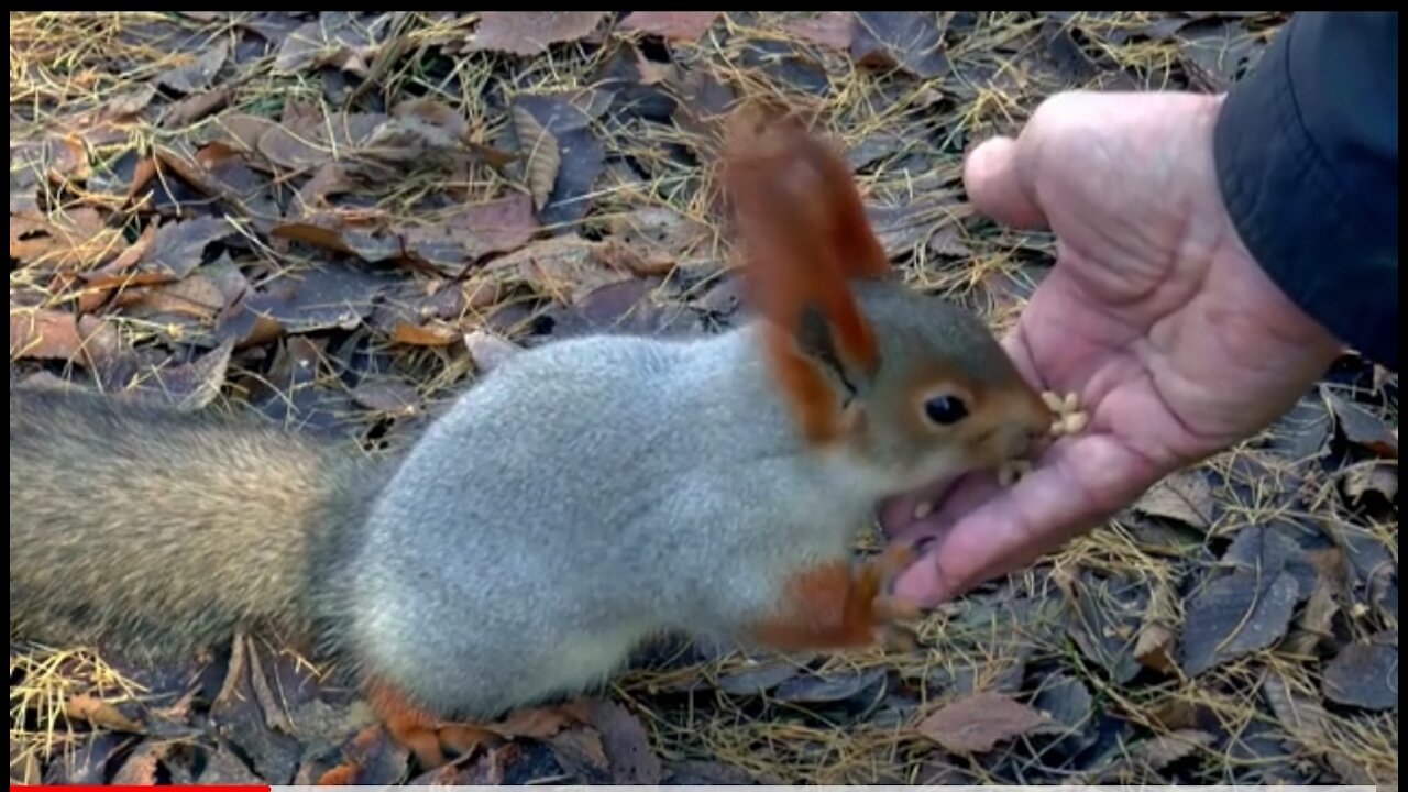 Human feeding the little squirrel