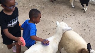 Blasian Babies Family Petting Zoo Animals!