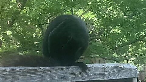 Grooming on the fence