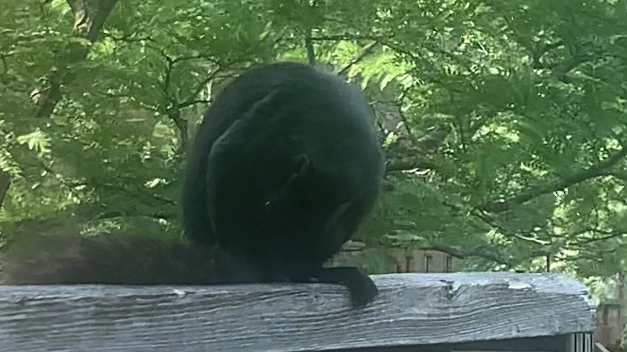 Grooming on the fence