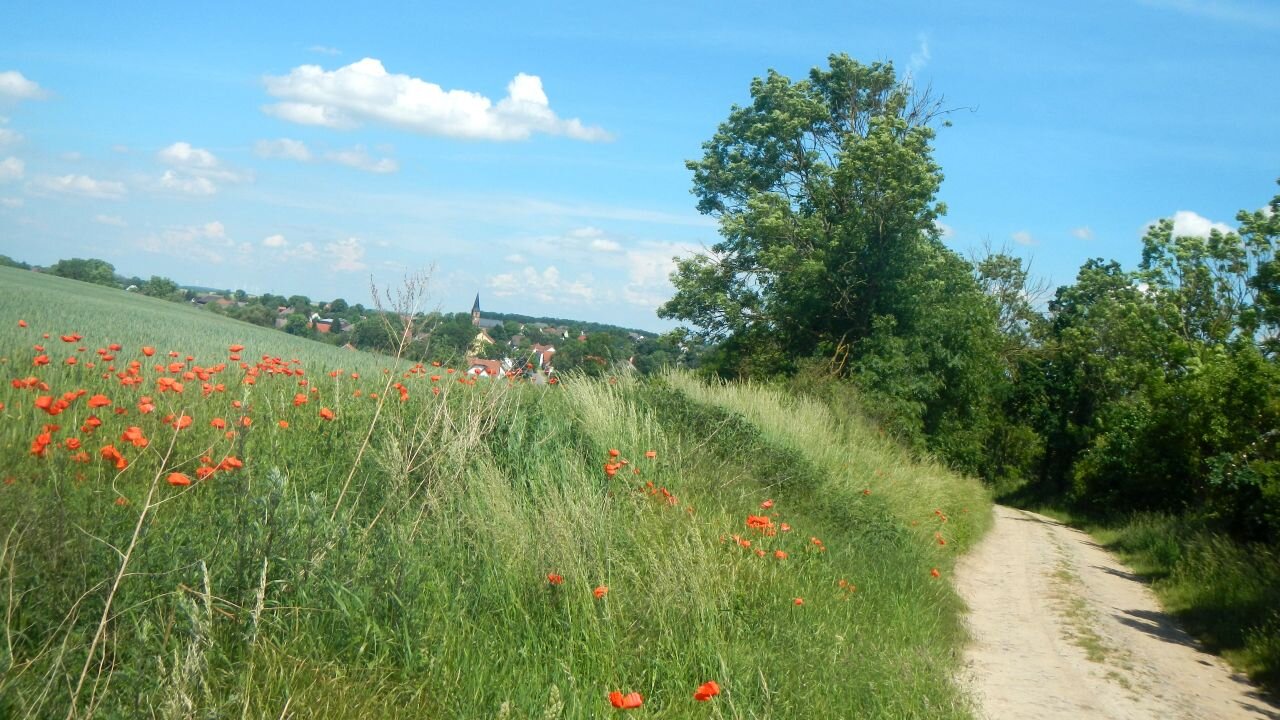 Cute little bicycle tour. :3