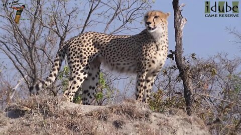 Cheetah In the Sun