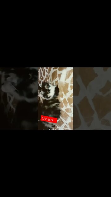 #shorts #cats #cutecat #funnycats #leo #milo #oreo #persiancats #persiancat