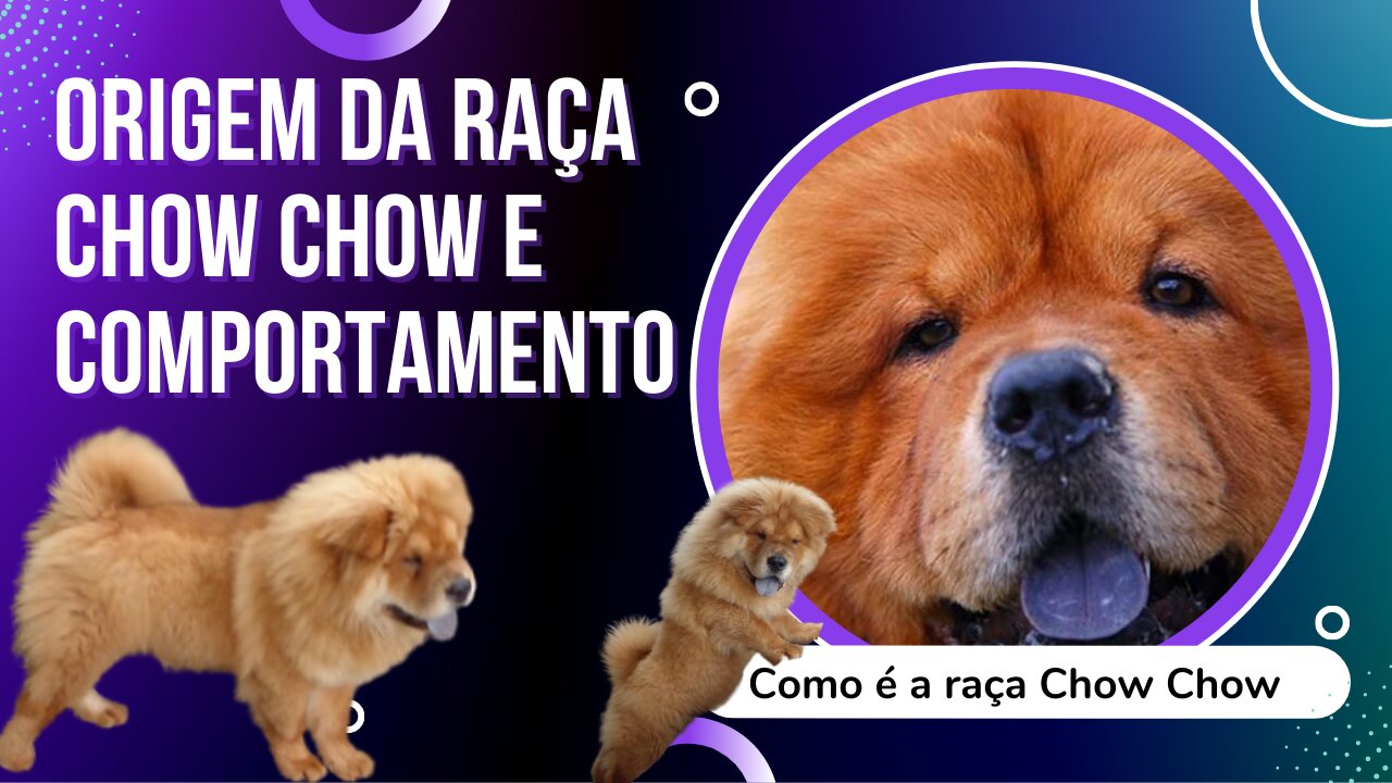 Como é Ter um Chow Chow Em Casa | ORIGEM DO CHOW CHOW E COMPORTAMENTO