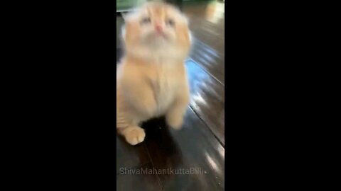 funning animal videos 📹