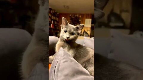 Meet Midas.. A cute kitten born with an extra pair of ears, she looks awesome! 🐈🐾😍