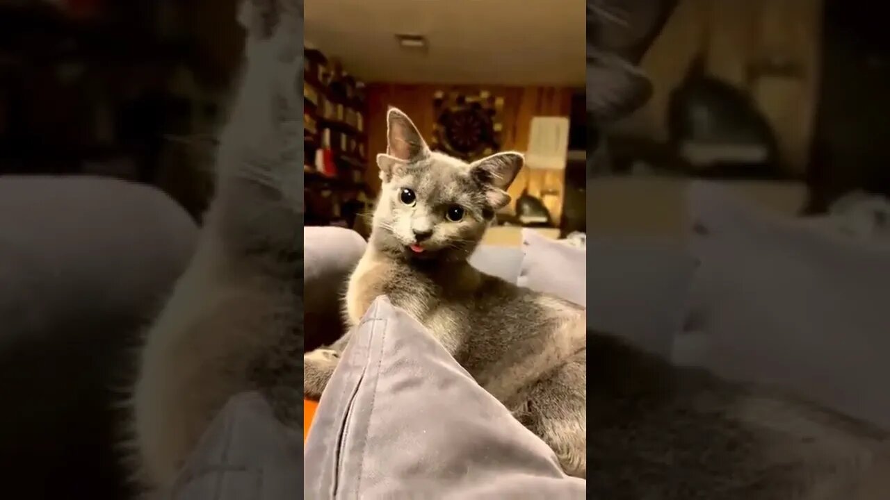 Meet Midas.. A cute kitten born with an extra pair of ears, she looks awesome! 🐈🐾😍