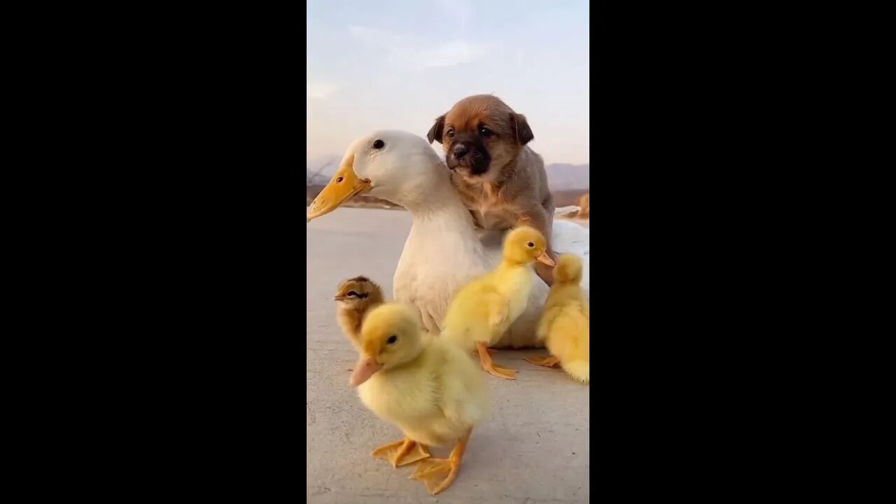 Maternal love is the greatest love in the world