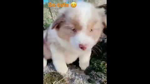 So cute 🥰 #viral #shorts #animallover subscribe for more 👌🏼🇿🇦👇