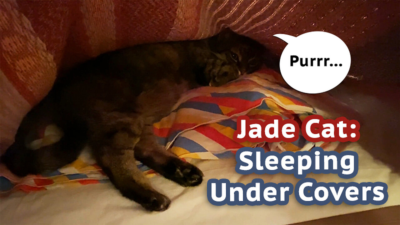 Jade Cat: Sleeping Under Covers