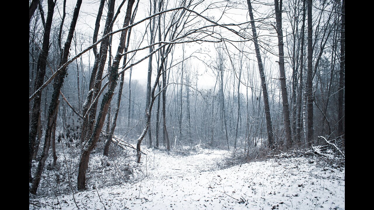 Death in the Woods by Sherwood Anderson