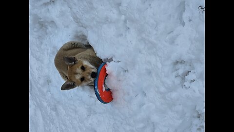 Koda's first frisbee session 3/6/2023