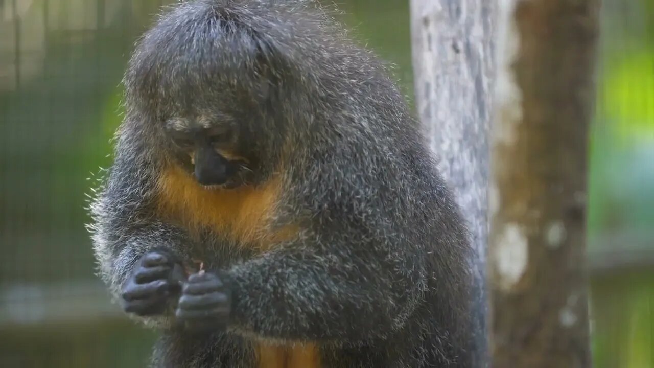 female white-faced saki or Guianan saki and the golden-faced saki (Pithecia pithecia) in a zoo in F