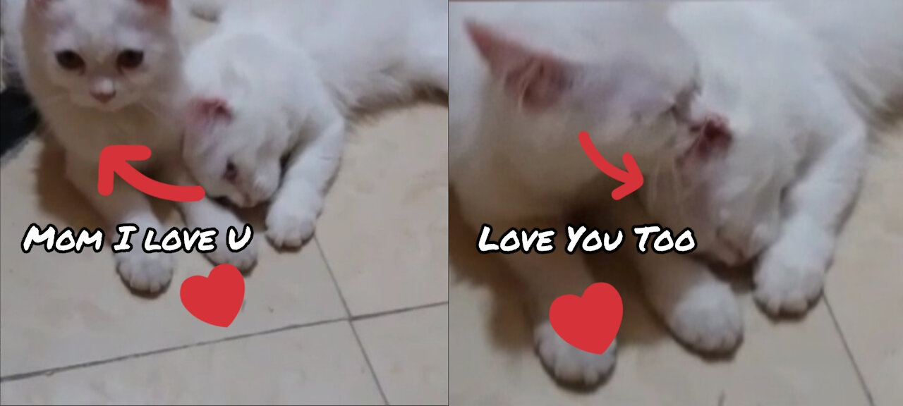 Priceless And Heart Melting Reaction of Mother Cat To Her Kitten When Kitten Seek For Love