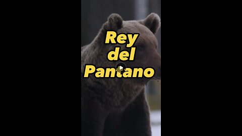 El rey del pantano no tiene compasión con el joven osezno