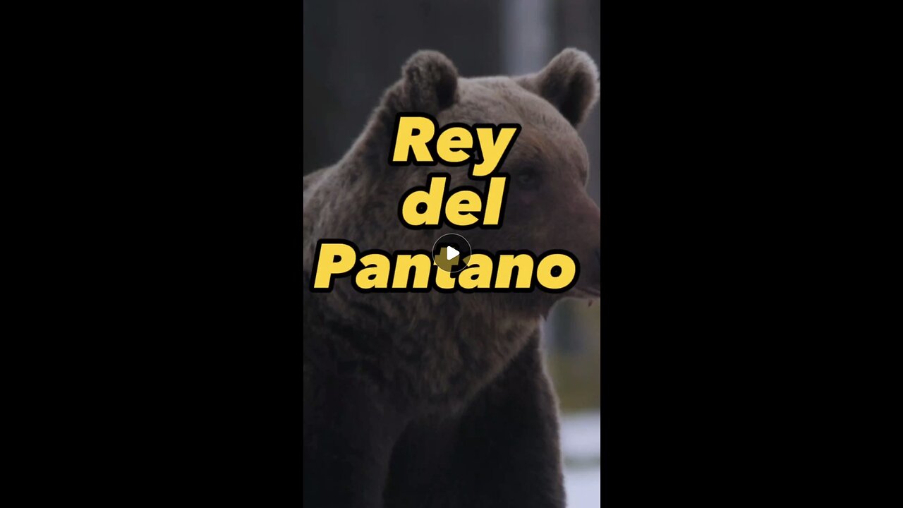 El rey del pantano no tiene compasión con el joven osezno