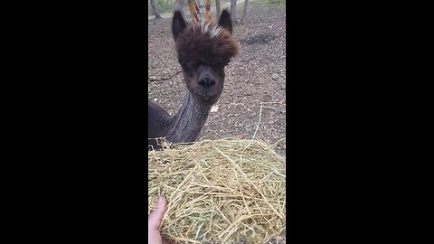 FEEDING our nabours FARM ANIMALS