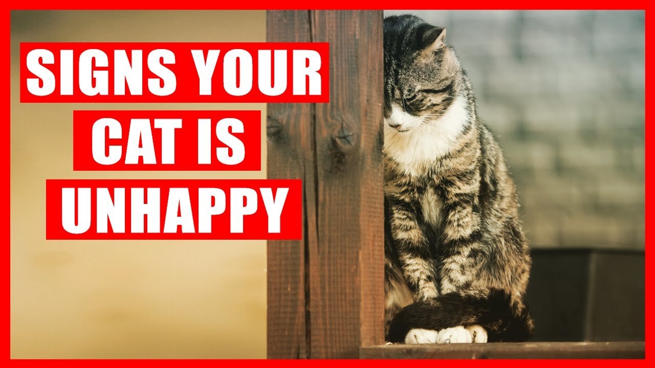 15 Signs Your Cat is Unhappy (NEVER IGNORE)