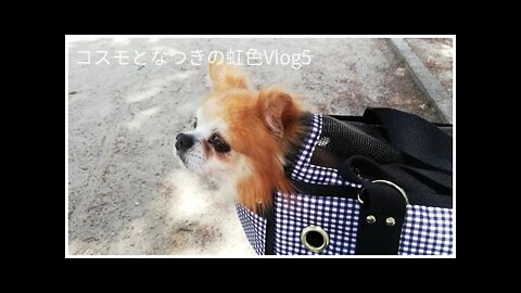 音声入り！保護犬コスモのスケーリングの内容をお話します(^^♪全身麻酔を受け歯石除去！コスモの歯は何本抜けたのか？