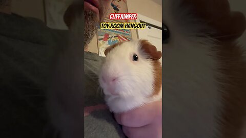 Cliffjumper 🐾Toy Room Hangout🐾 #channel #pets #guineapiggy #toys #collection #collector