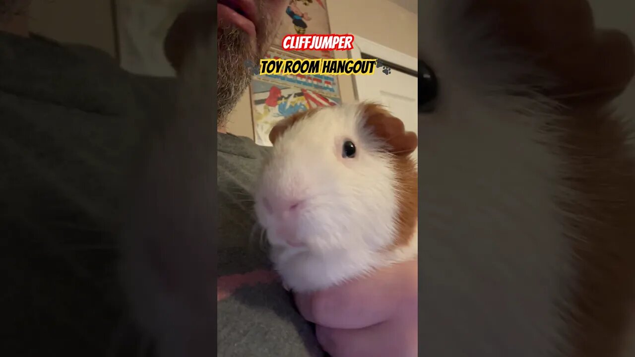 Cliffjumper 🐾Toy Room Hangout🐾 #channel #pets #guineapiggy #toys #collection #collector