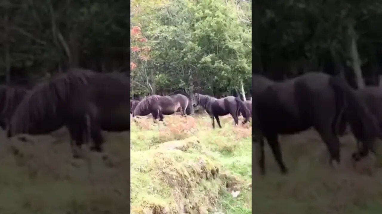 wild ponies #england #shorts