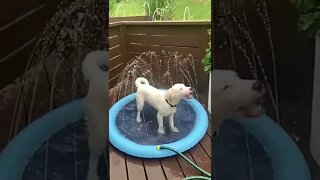 Você vai deixar o seu Amigão passar calor no verão? - #shorts