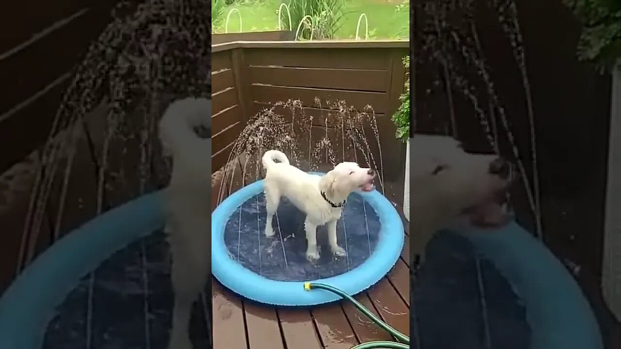 Você vai deixar o seu Amigão passar calor no verão? - #shorts