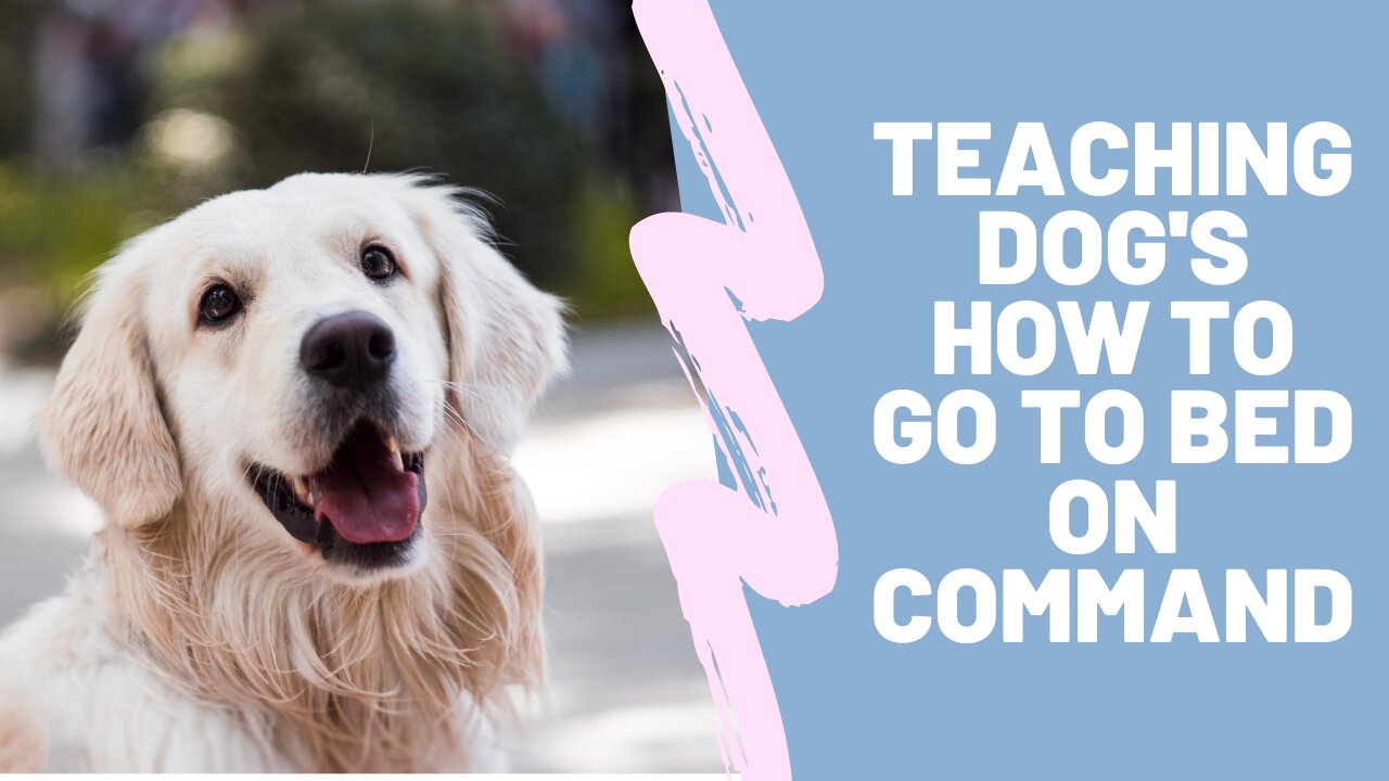 How to teach your dog to go to their bed ON COMMAND- The easiest dog training process