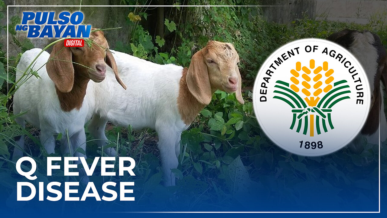 P10-M halaga ng kambing mula US, positibo sa Q fever disease