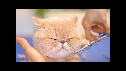 Cute Cat that comes to the Pet Shop to Sleep