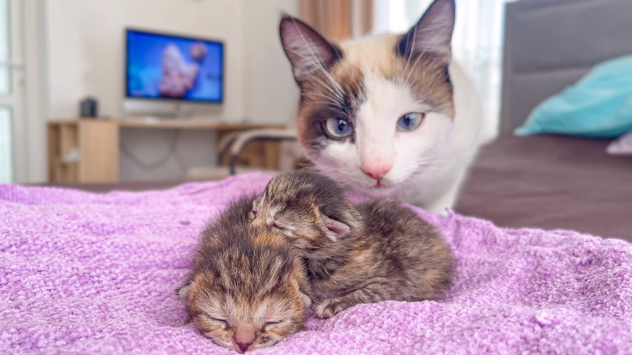 Cute Cat Reacts to Newborn Kittens for the First Time!