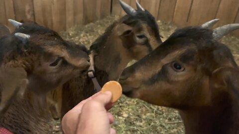 Goats asked, Who Wants A Cookie? 🍪🐐