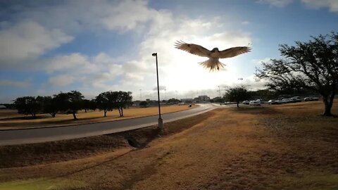 07/16/22, FPV with a hawk