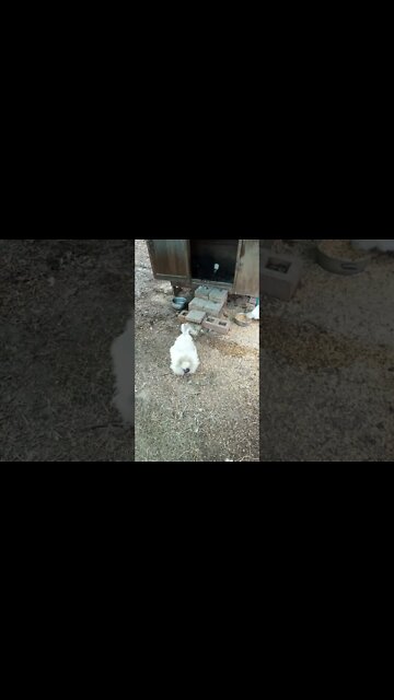 Good morning Silkie Rooster, girls are a bit slow coming out 29 August 2022