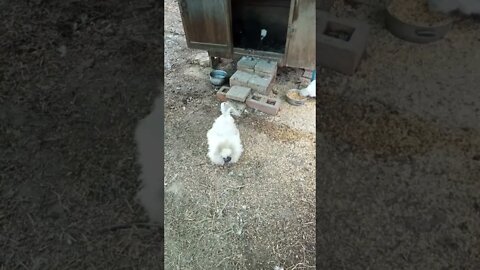 Good morning Silkie Rooster, girls are a bit slow coming out 29 August 2022