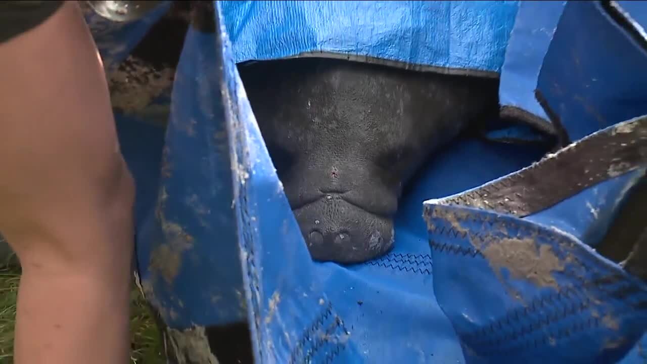 Injured manatee rescued from Bayboro Harbor near USF's St. Pete campus