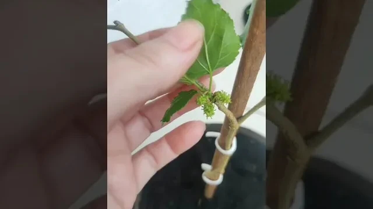 Amora em Vaso - Vídeo da Parceria com Cláudia Lago