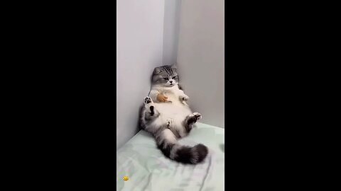 #cat 🤣🤣