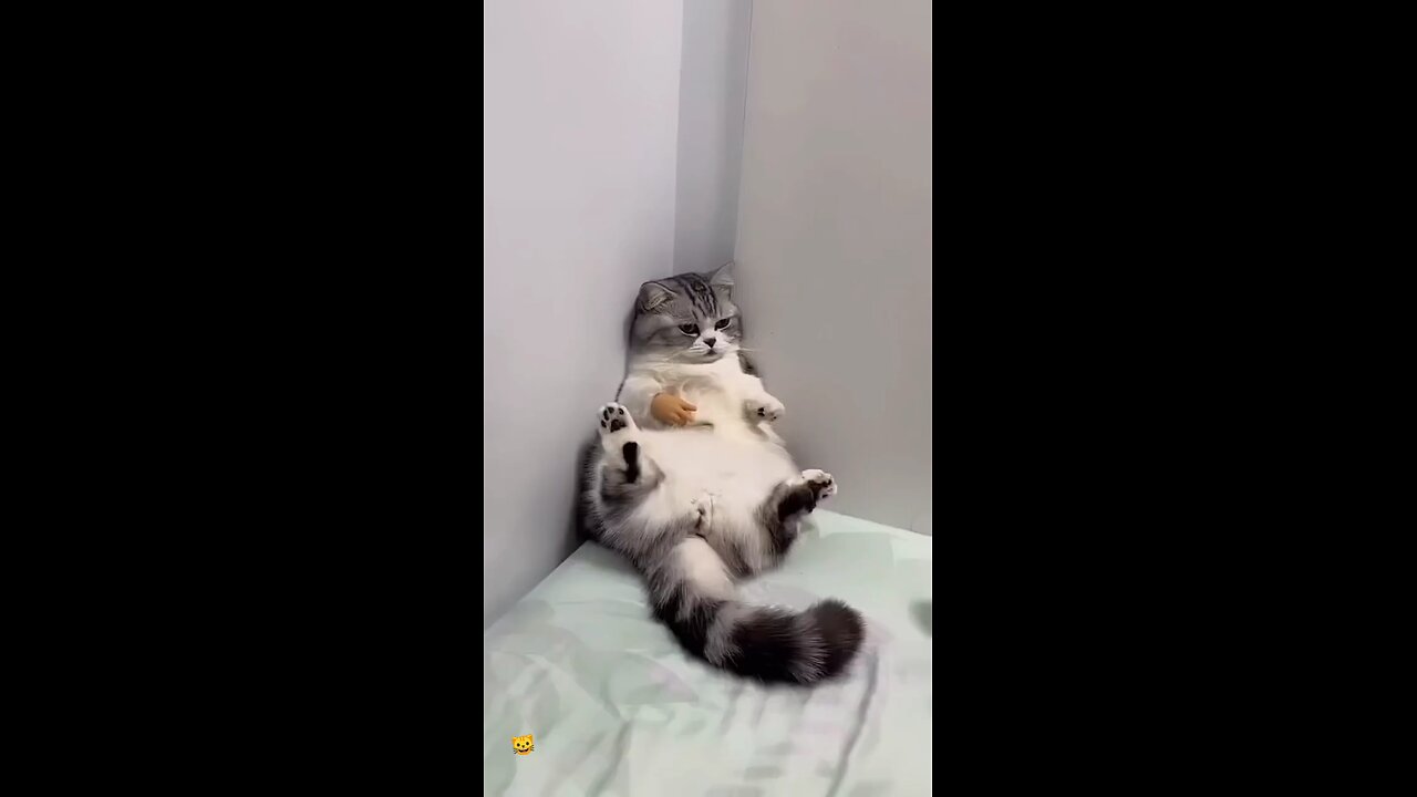 #cat 🤣🤣