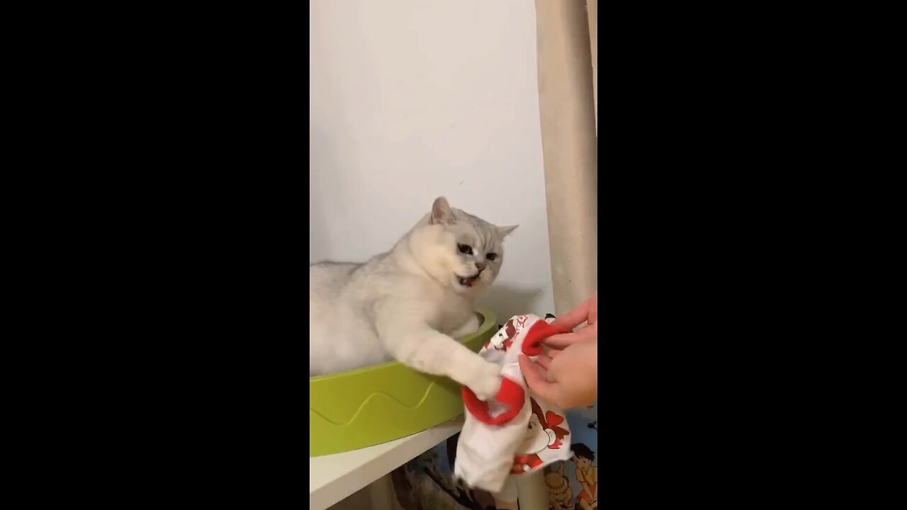 Funny cat