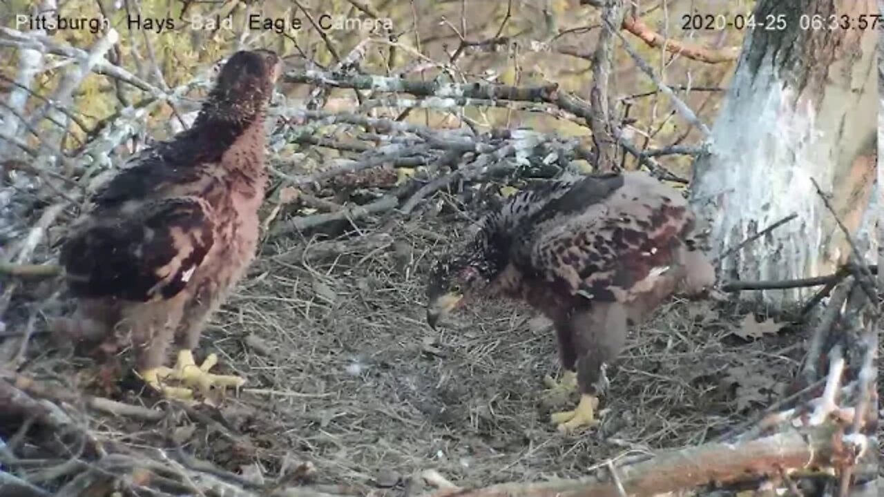 Hays Eagles H12 says " Look Ma, I can stand too"4.25.20